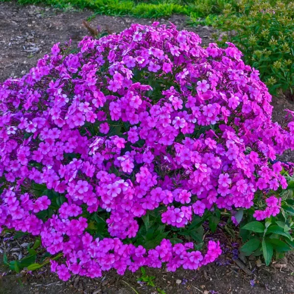 Breck's Lavender Clouburst Phlox Dormant Perennial in 1-Pack Bareroot | 73340