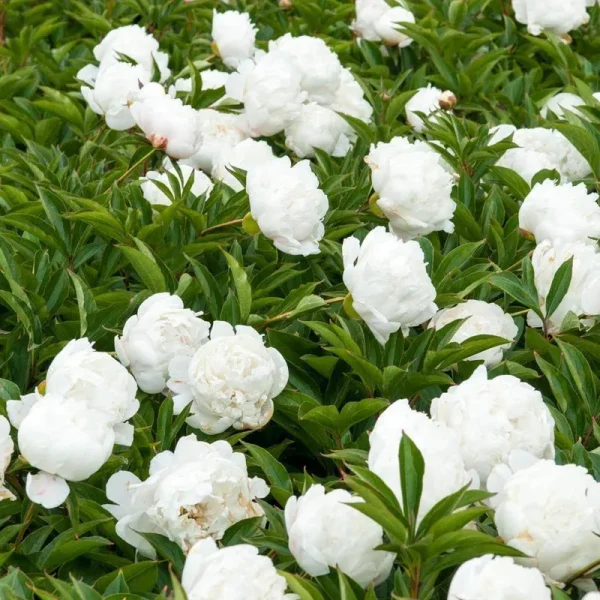 White Double Flowering Peony Dormant Bare Root Perennial Roots (5-Pack)