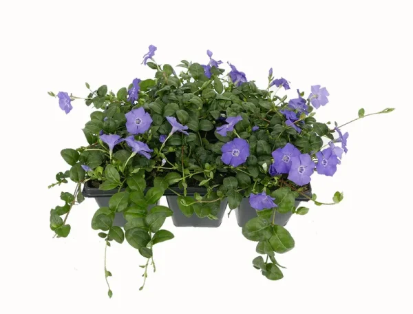 Lowe's Purple Vinca Minor in 6-Pack Pot 6-Pack | 1904