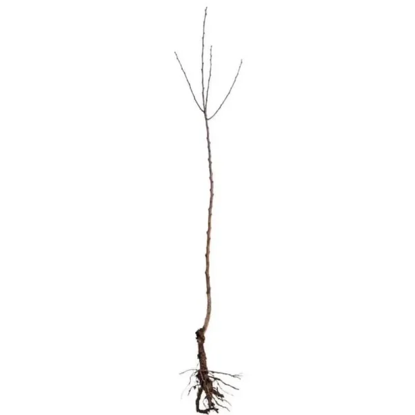 Froze 2 Blue Japanese Wisteria Vines - 6-18'' Tall - Live Plants - Wisteria Floribunda