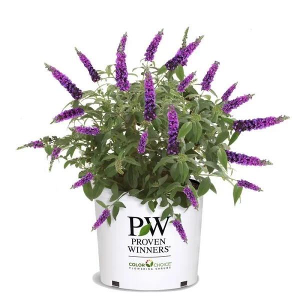 5 gal. Miss Violet Buddleia Shrub with Dark Purple-Violet Flowers