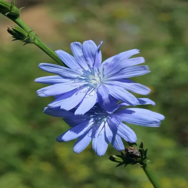 Outsidepride Chicory Wildflower Seed - 1/4 lb