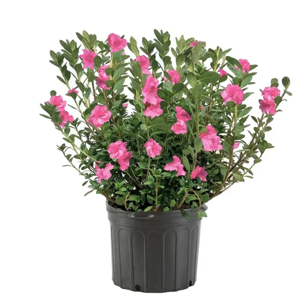 Shrub Herbert Azalea, 1 Gallon, Lush Green Foliage with Vibrant Magenta Blooms