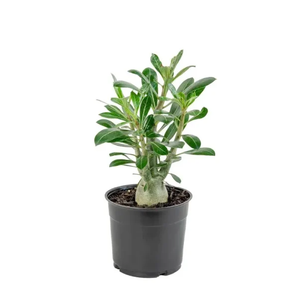 2.5 Qt. Cottage Hill Pink Blooming Desert Rose Plant