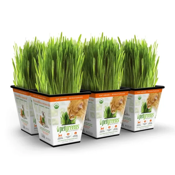 Pet Greens Cat Grass Original Wheatgrass, Pack of 6