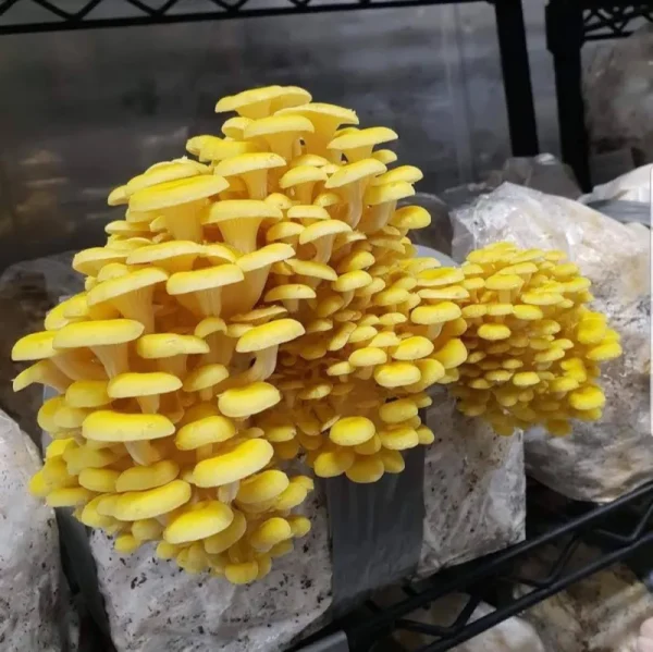 BetterFungi 100 Golden Oyster Mushroom Spawn Plugs/Dowels to Inoculate Logs or Stumps to Grow Gourmet and Medicinal Mushrooms - Grown