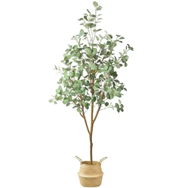 71 in. Eucalyptus Plants Tree 5.9 ft. Tall