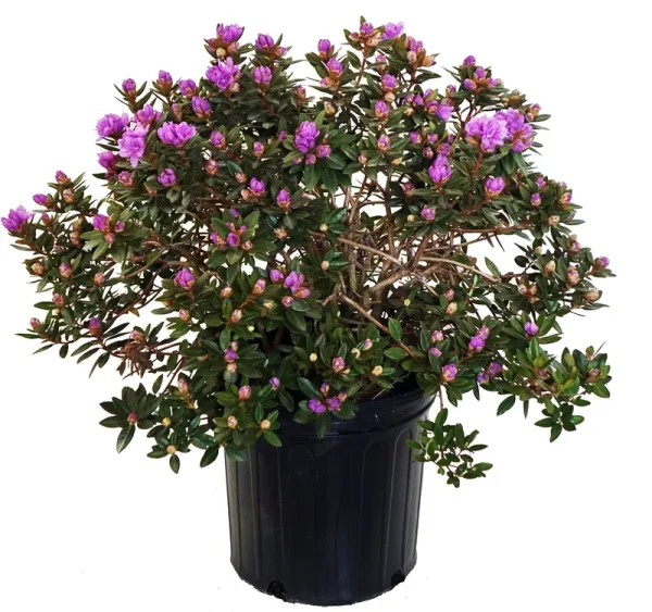 Mackey's Farm Rhododendron, Purple Gem Rhododendron 2 Gal
