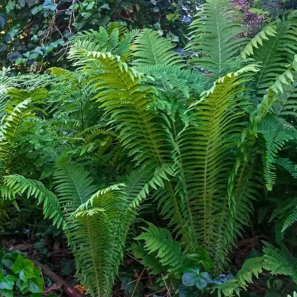 Breck's Ostrich Fern in 5-Pack Bareroot | 90326