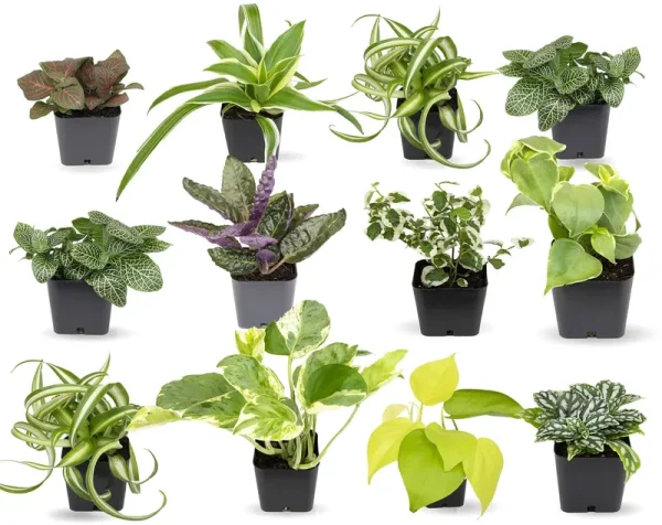 Easy to Grow Houseplants (12 Pack) Live House Plants in Plant Containers, Growers Choice Plant Set in Planters with Potting Soil Mix, Home D��cor
