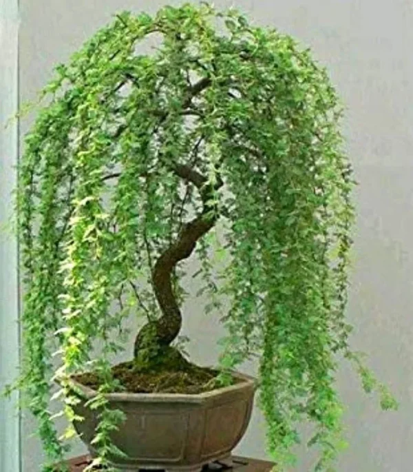 CZ Grain Dwarf Weeping Willow Bonsai Tree - Live Bonsai Tree