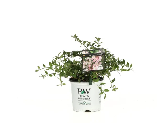 Proven Winners Yuki Cherry Blossom Deutzia Live Shrub - DEUPRC1046101