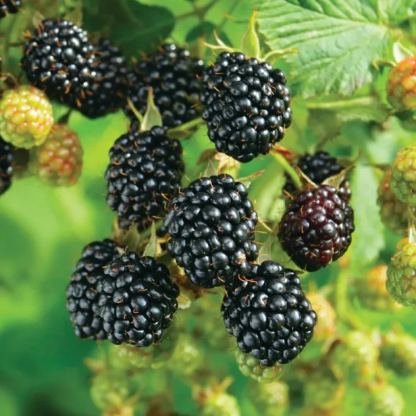 Van Zyverden Blackberry Ebony King Dormant Plant Root - 1 Each