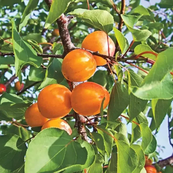 Honey Pearls Nectacot Tree - One