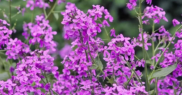 Dame's Rocket Flower Seeds,1000 Heirloom Flower Seeds per Packet, Non GMO Seeds