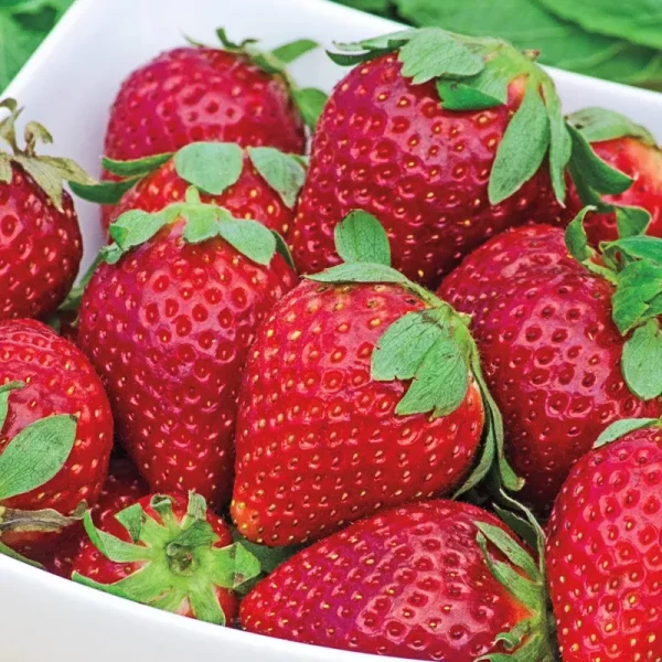 Earliglow Junebearing Strawberry Plant - 25