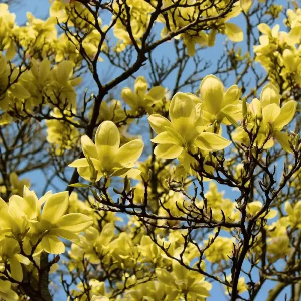 National Plant Network 2 gal. Magnolia Butterflies Tree