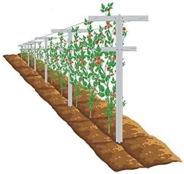 MRGARDEN 7 - Feet Grape Vine Trellis, Heavy Duty 2pcs Set for Raspberry and Climbing, Outdoor Stake Vineyard Trellis, 2 Tall Trellises