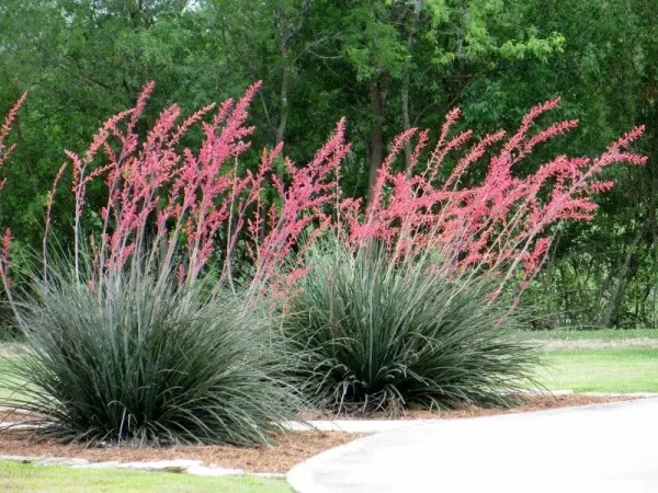 Red Yucca - Live Plant in A 6 inch Pot - Hesperaloe Parviflora - Bird Friendly Evergreen Succulent