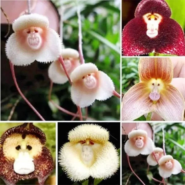 QAUZUY Garden 100 Rare Monkey Face Orchid Plant Seeds Monkey Orchid Monkey-Like Dracula Simia Seeds Blooms at Any Season Great Garden Gift
