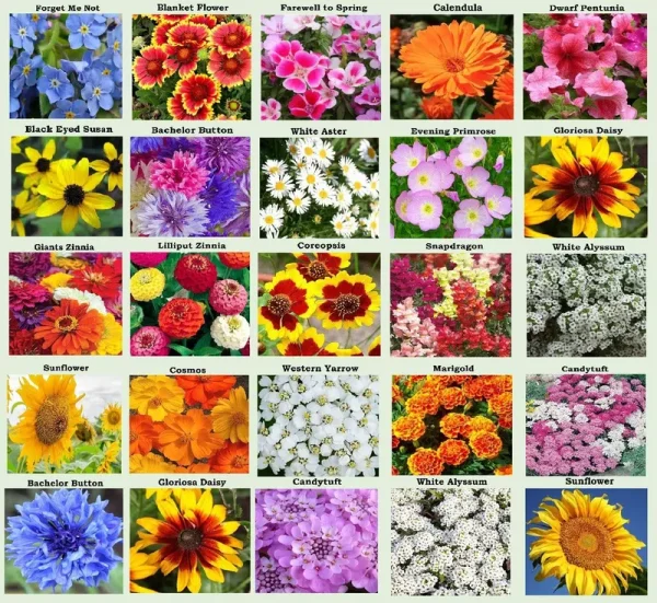 Apexmode 25 Heirloom Flower Seed Packets Including 20+ Varieties Flower Seeds - Forget Me Not Sunflower Marigold Zinnia Lilliput Snapdragon Hummingbir