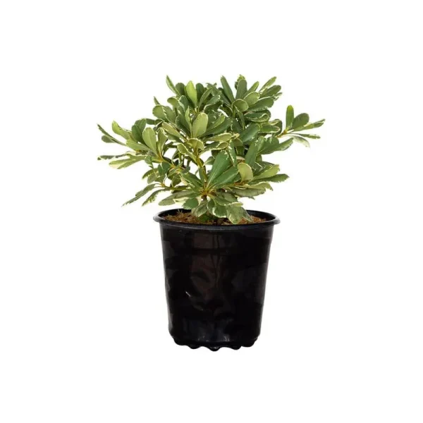 FLOWERWOOD Nursery, Inc 2.5 Qt. Variegated Pittosporum, Live Evergreen Shrub, Green and White Variegated Foliage