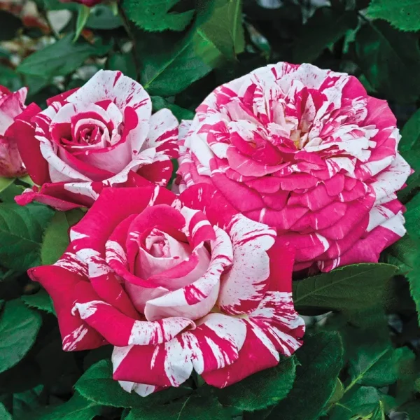 Neil Diamond Hybrid Tea Rose Dormant Bare Root Plant (1-Pack)