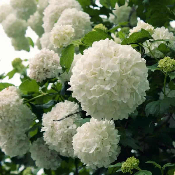 2.5 Gal - Chinese Snowball Viburnum, Live Deciduous Shrub, White Hydra