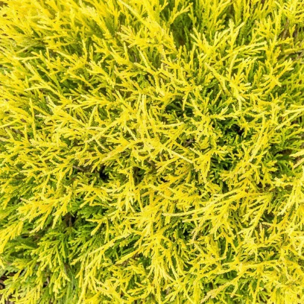 2.25 gal. Pot, Lemon Thread Falsecypress, Live Evergreen Shrub (1-Pack)
