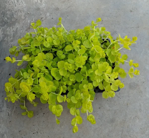 Lowe's Lysimachia in 6-Pack Pot 6-Pack | 1900