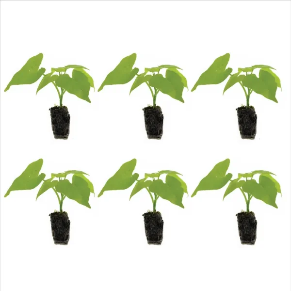 Ferry-Morse Plantlings Live Baby Plants 1-3in. Ipomoea Marguerite Sweet Potato Vine, 6-Pack