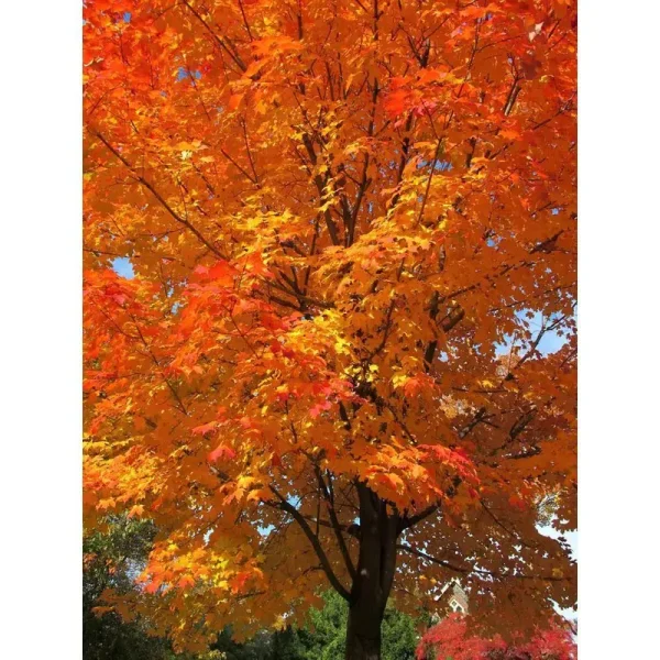 Sugar Maple Tree Bare Root