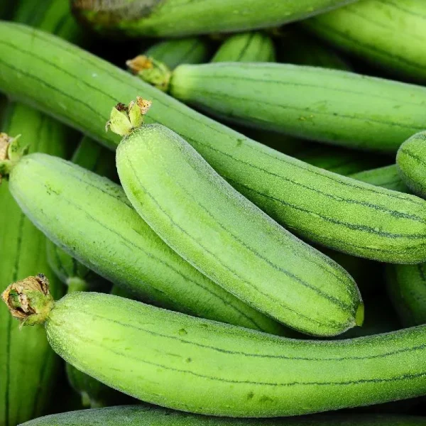 Everwilde Farms - 1/4 lb Luffa Sponge Gourd Seeds - Gold Vault