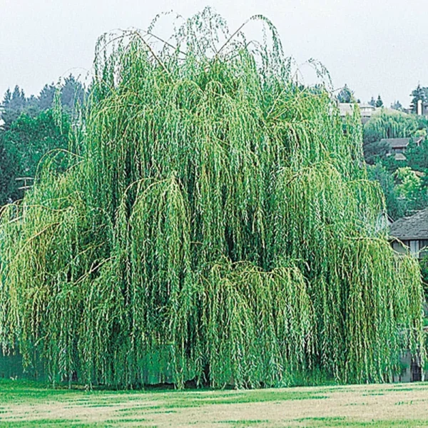 Weeping Willow Tree - 3-4' Bareroot | Zone 6-8