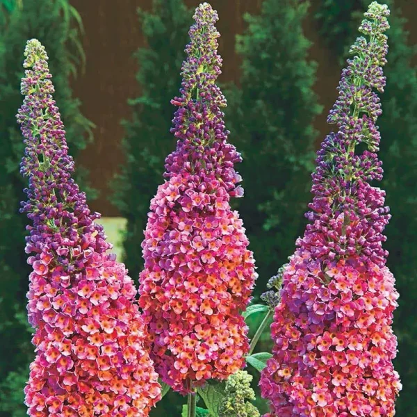 Spring Hill Nurseries Kaleidoscope Butterfly Bush Dormant Shrub Flowering Shrub in 1 Pack(s) Bare Root | 93726