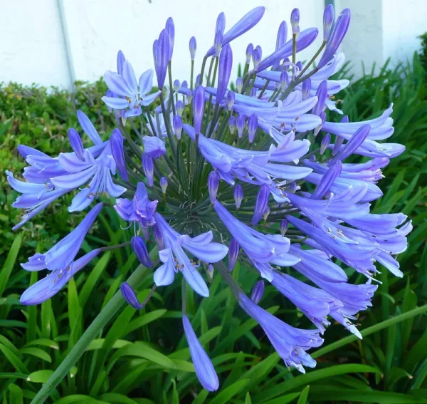 Agapanthus Africanus 'Lily of The Nile' - 30 Live Plants - 2" Pot Size - Blooming Groundcover