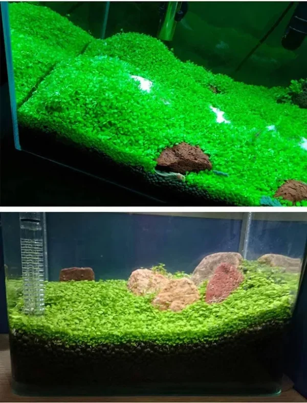Opticase Aquarium Grass Plant Seeds 10g Water Grasses Random Aquatic Plant Grass Seeds Indoor Beautifying Plant Seeds Oxygenating Weed Live Pond Plant