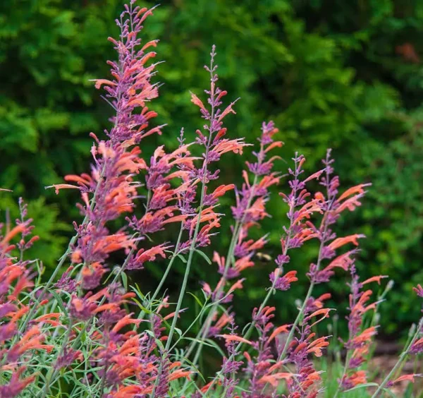 Breck's Orange Apache Hummingbird Mint Dormant Perennial in 1-Pack Bareroot | 77067