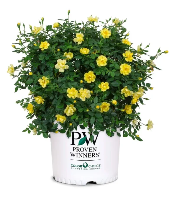 Proven Winners 2 gal. Oso Easy Lemon Zest Rose Plant
