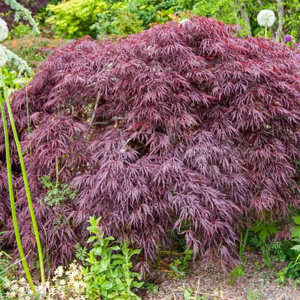 Crimson Queen Japanese Maple Ornamental Tree Grown in A 2.25 Gallon Pot (1-Pack)
