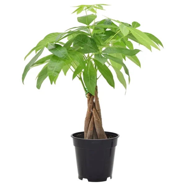 4" Live Money Tree in Pot Arcadia Garden Products