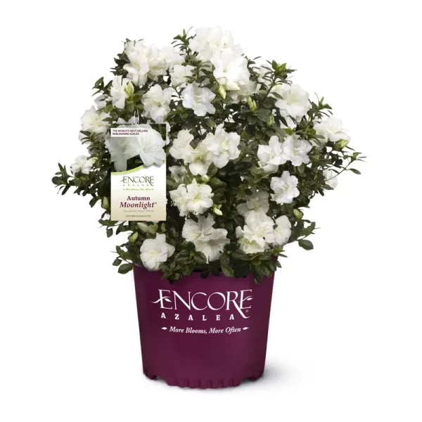 Encore Azalea Autumn Moonlight Live Shrub, Size: 2 Gal