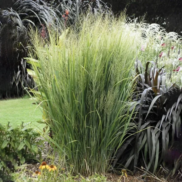 Northwind Panicum Ornamental Grass Dormant Perennial Plant, 1-Pack