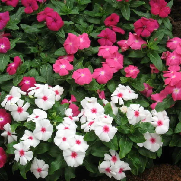Outsidepride Periwinkle Seeds - Victory Mix - 100 Seeds