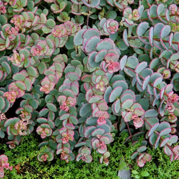 3 in. Pot Blue Creeping Sedum Ground Cover with Blue/Green Foliage Edged in Pink Live Perennial Plant (1-Pack)