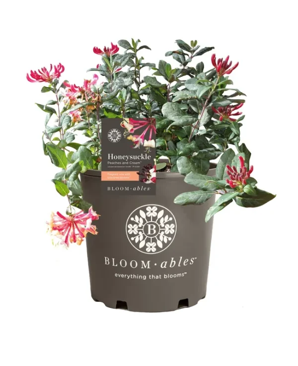 2.25 Gal Peaches and Cream Honeysuckle - Multi-Color