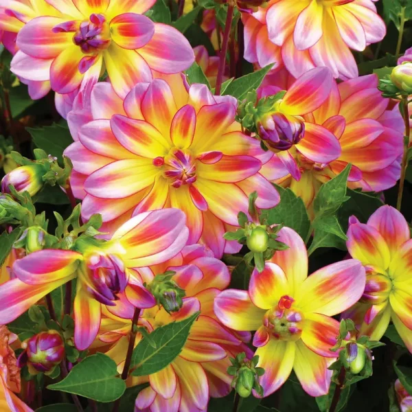 Van Zyverden Dahlia Pacific Ocean Dormant Bulb Full Sun, Multi-Color