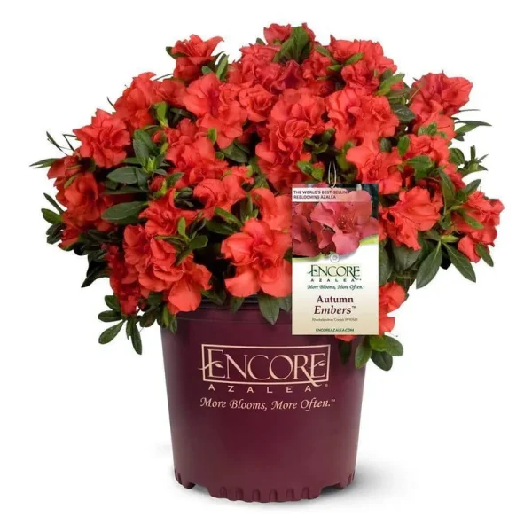 Encore Azalea Autumn Embers Shrub 1 Gallon, Red