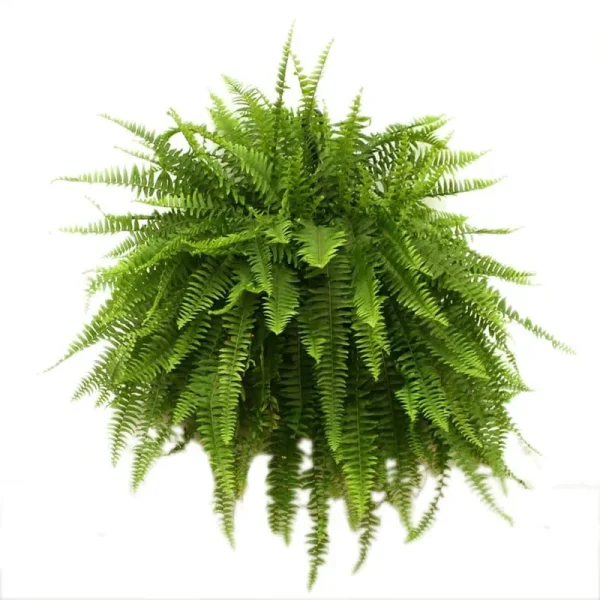 Costa Farms Boston Fern House Plant in 10-in Pot | L-BOS-G-POT-01-LW
