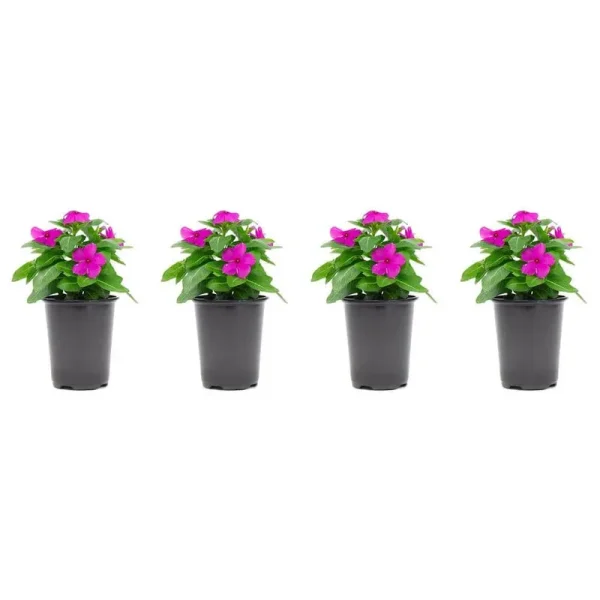 1.38 Pt. Vinca Cora Periwinkle Plant Orchid Purple Flowers in 4.5 in. Grower's Pot (4-Plants)